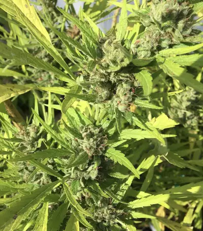 Panama Haze (Ace Seeds) Cannabis-Samen