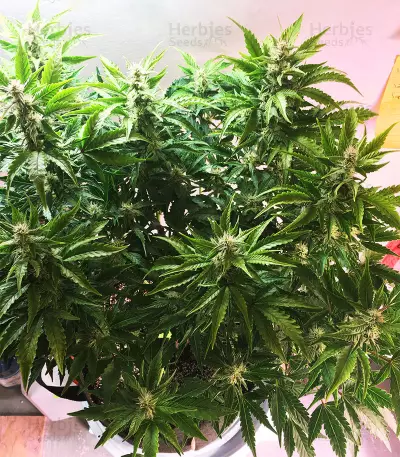 Pineapple Glue (Advanced Seeds) Cannabis-Samen