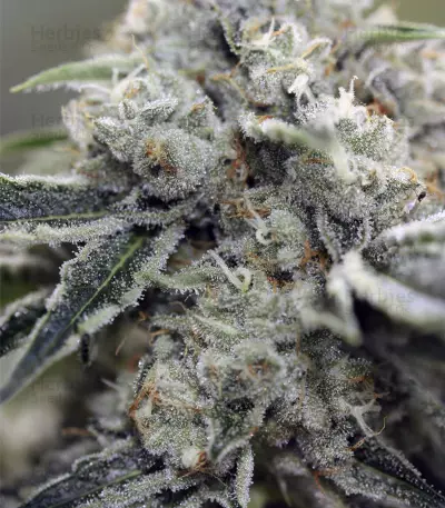 Rollex OG Kush (Devils Harvest Seeds) Cannabis-Samen