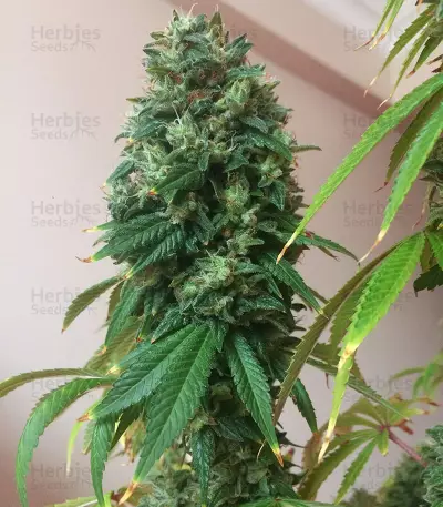 Sour Kush (Reserva Privada) Cannabis-Samen