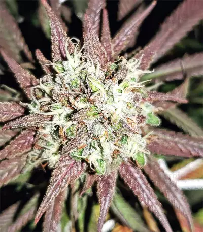 Strawberry Banana (Big Head Seeds) Cannabis-Samen