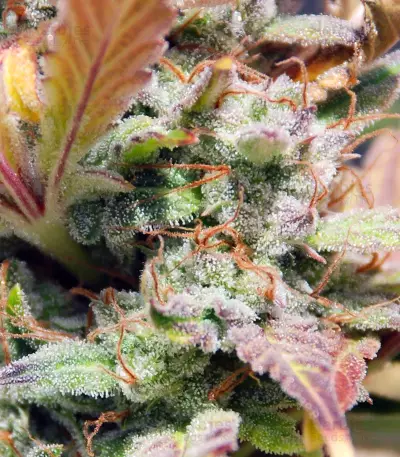 White Haze Automatic (White Label) Cannabis-Samen