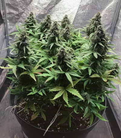 White Widow Autoflowering CBD (Dinafem Seeds) Cannabis-Samen