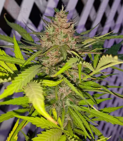 Auto Euforia (Dutch Passion) Cannabis-Samen