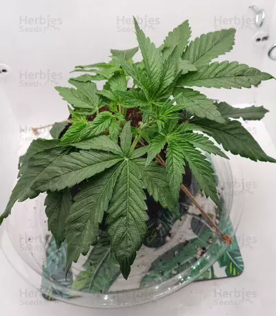 Auto Skywalker Haze strain