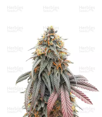 Blue Zushi feminisierte Samen (Original Sensible Seeds)