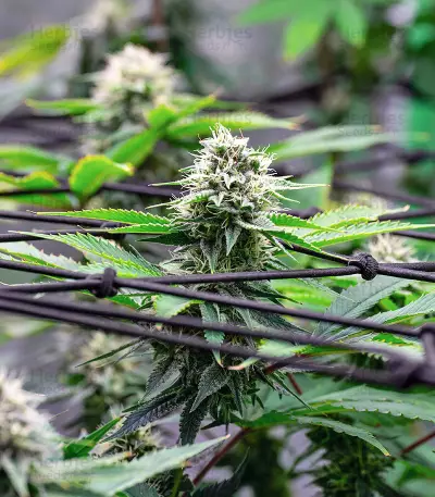 Critical Gorilla (Expert Seeds) Cannabis-Samen