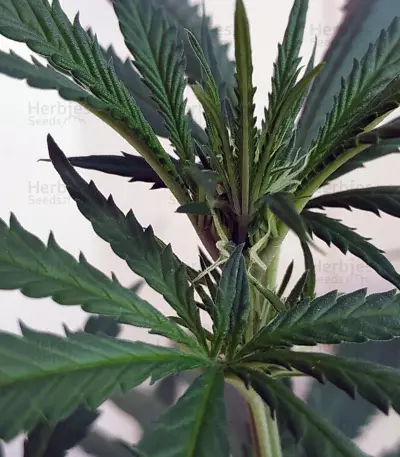 Critical Orange Punch (Dutch Passion)