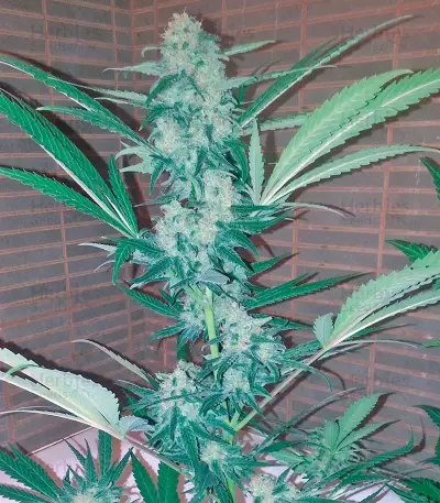 Exodus Cheese (GHS) Cannabis-Samen