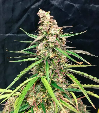 Fruit Punch Auto feminisiertes Saatgut (Heavyweight Seeds)