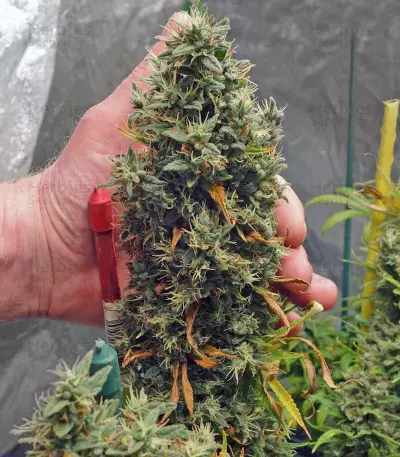 G13 Haze (Barney's Farm) Cannabis-Samen