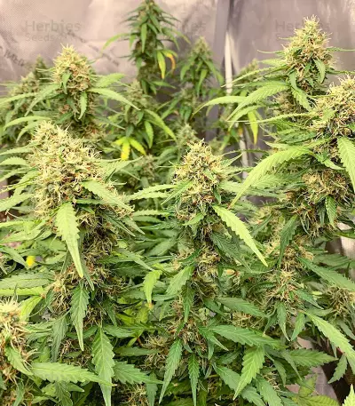 Gelato Auto strain