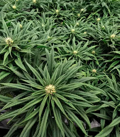 Jack Herer feminisierte Samen (Seedkeepers)