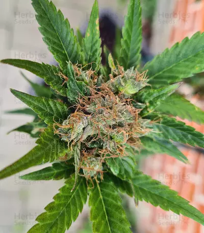 Mango Crunch regular (RQS) Cannabis-Samen