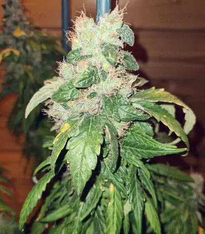 Marula Fruit regular (RQS) Cannabis-Samen