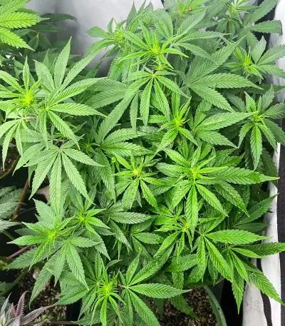 Purple Lemonade Fast Flowering feminisierte Samen (Fast Buds)