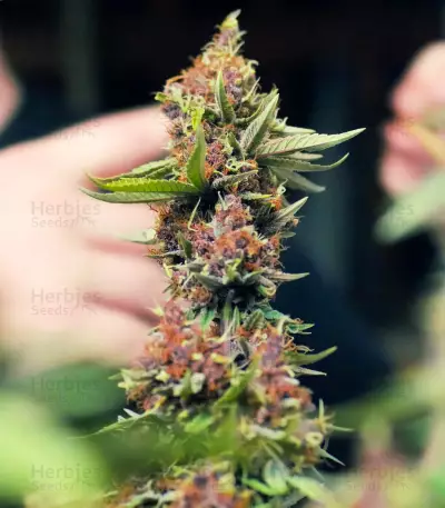 Purple Punch OG Samen feminisiert (Sweet Seeds)