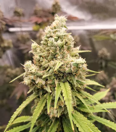 Sour Z strain