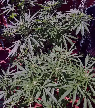 Amnesia Mac Ganja (Kera Seeds) Cannabis-Samen