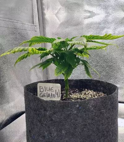 Blue Gelato 41 feminisierte Samen