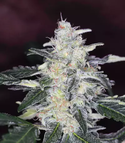 Bruce Banner #3 feminisierte Samen (Original Sensible Seeds)