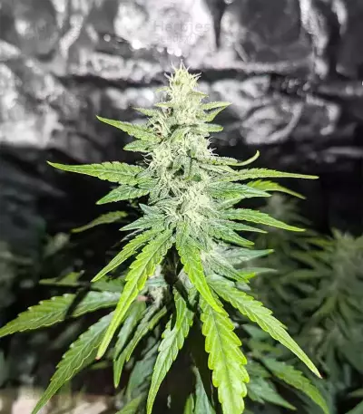 Candy Cane Mango Autoflower feminisierte Samen (Seedkeepers)
