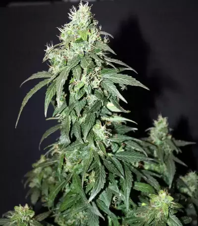 CBD Auto 20:1 (Fast Buds)