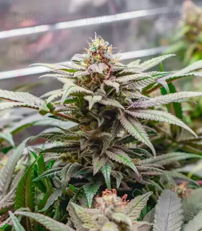 Donutz feminisierte Samen (Humboldt Seed Company)