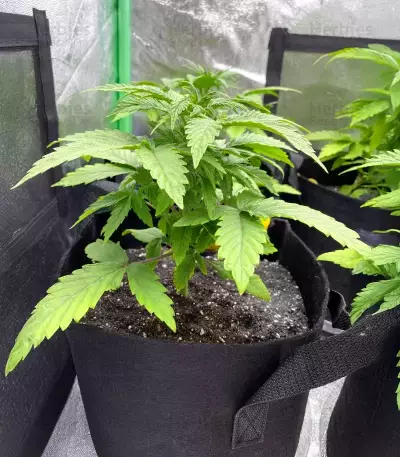 Forum Stomper Auto (Mephisto Genetics) Cannabis-Samen