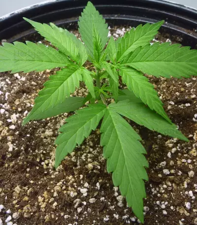 GG#4 Original Glue Auto (Auto Seeds) Cannabis-Samen