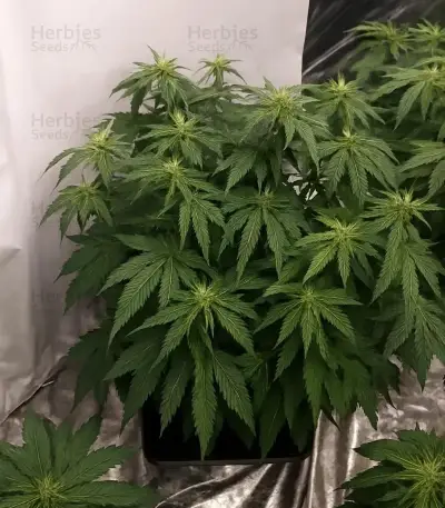Gorilla Cookies Auto (Big Head Seeds)