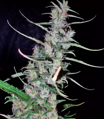 Hawaiian Snow (GHS) Cannabis-Samen