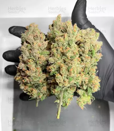HubbaBubbaHaze Auto feminisierte Samen (Mephisto Genetics)
