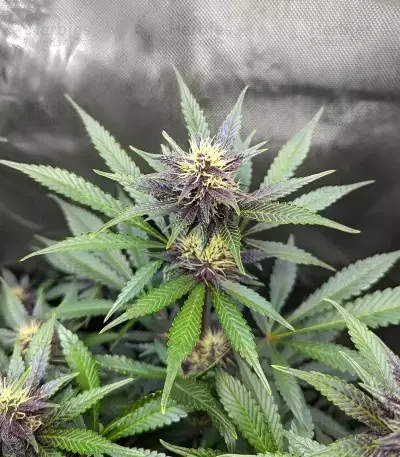 Humboldt Dream feminisierte Samen (Humboldt Seed Company)
