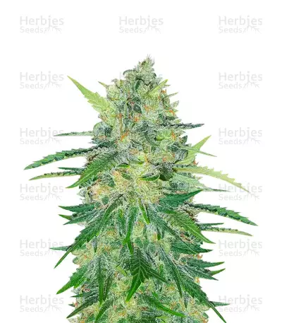 Indica Mix Samen feminisiert (Herbies Seeds)