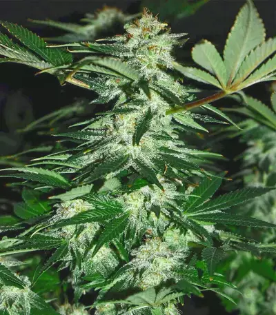 Mimosa Shot feminisierte Samen (Herbies Seeds)