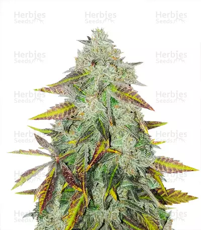 Peyote Critical (Barney's Farm) Cannabis-Samen