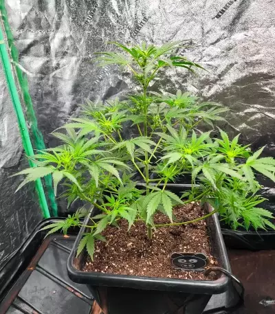 Super Orange Haze Auto feminisierte Samen (Mephisto Genetics)