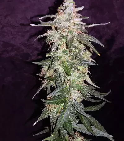 Sweet CBD Auto (Auto Seeds) Cannabis-Samen