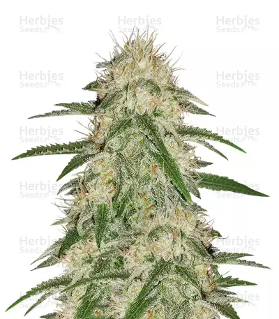 THC Bomb (Bomb Seeds) Cannabis-Samen
