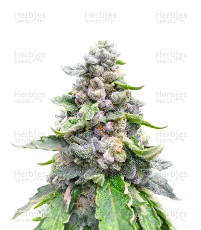 White Gold (Expert Seeds) Cannabis-Samen