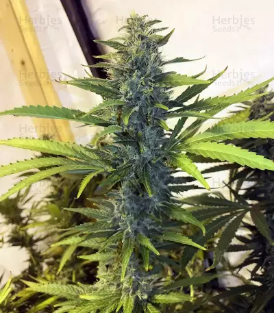 White Widow x Big Bud (Female Seeds)