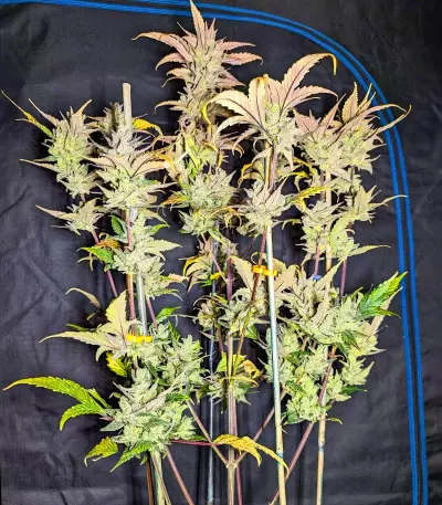 Tropicana Cookies Auto feminisierte Samen (Fast Buds)