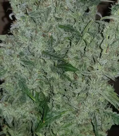 Original Auto Russian (Fast Buds) Cannabis-Samen