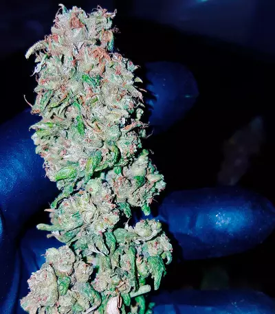 Afghani #1 (Sensi Seeds) Cannabis-Samen