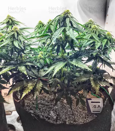 Auto AK XXL strain