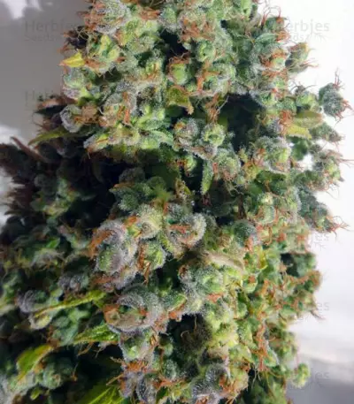 Auto Malawi x Northern Lights (Ace Seeds) Cannabis-Samen