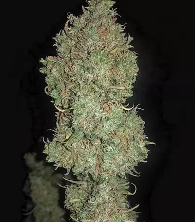 Auto Ultimate (Dutch Passion) Cannabis-Samen