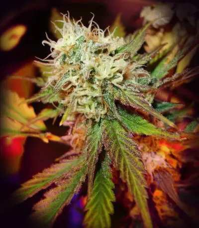 Black Domina (Sensi Seeds) Cannabis-Samen