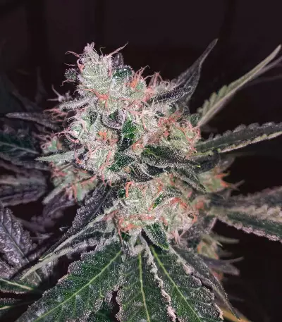Black Widow cannabis strain